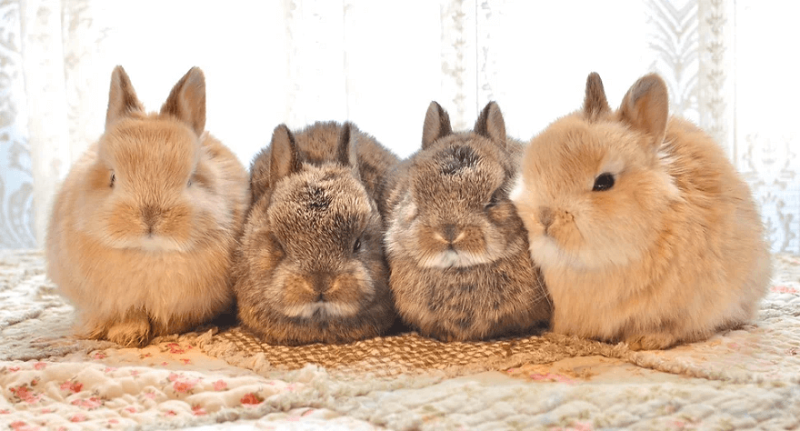 Capybara Cat Cafe Japan Capy Neko Kichijoji Tokyo Japanese pets animals new  11